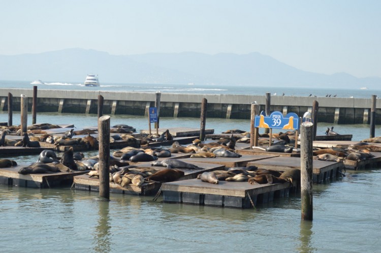 Pier 39 - Otaries