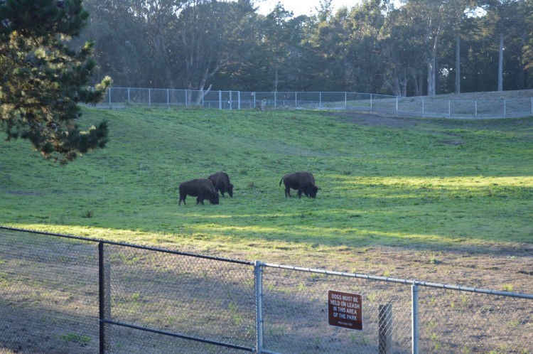 bison golden gate park