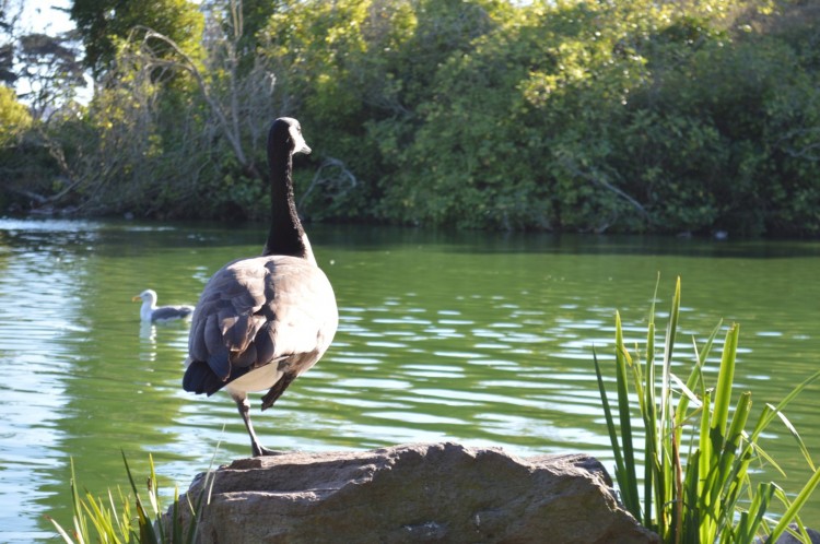 lac golden bridge park